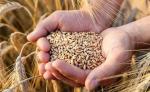 Утверждена дополнительная тарифная квота на вывоз зерновых культур в 2024 году 